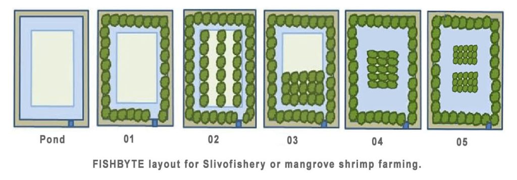 Silvofishery, a sustainable model for shrimp farming and mangrove ...