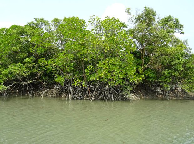 slivofishery mangrove satkhira bangladesh