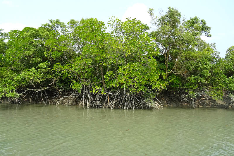 slivofishery mangrove satkhira bangladesh
