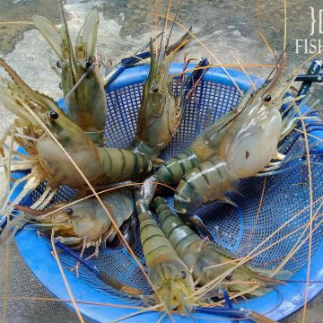 Macrobrachium rosenbergii freshwater river prawn