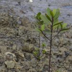 Integrated Mangrove Aquaculture