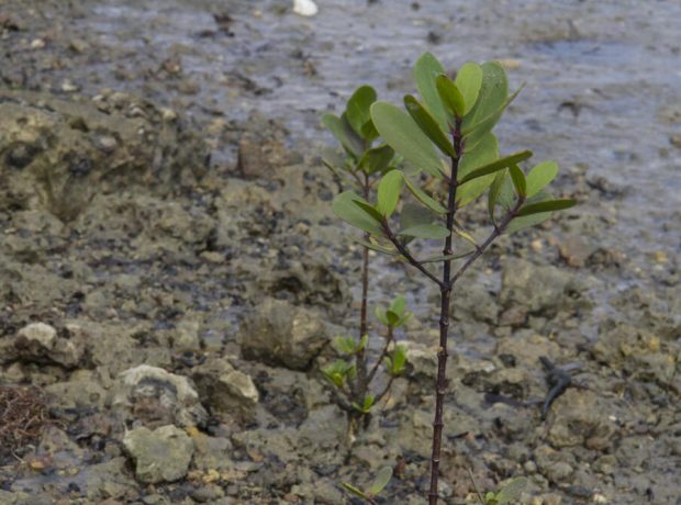 Integrated Mangrove Aquaculture