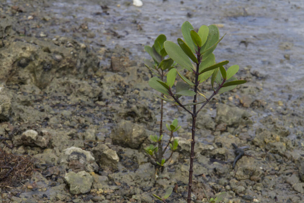 Integrated Mangrove Aquaculture