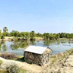 shrimp polyculture