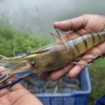freshwater / river giant prawn