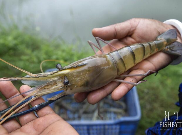 freshwater / river giant prawn