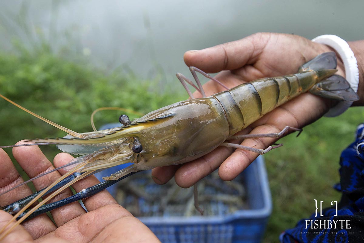 freshwater / river giant prawn