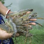 black tiger shrimp and freshwater prawn