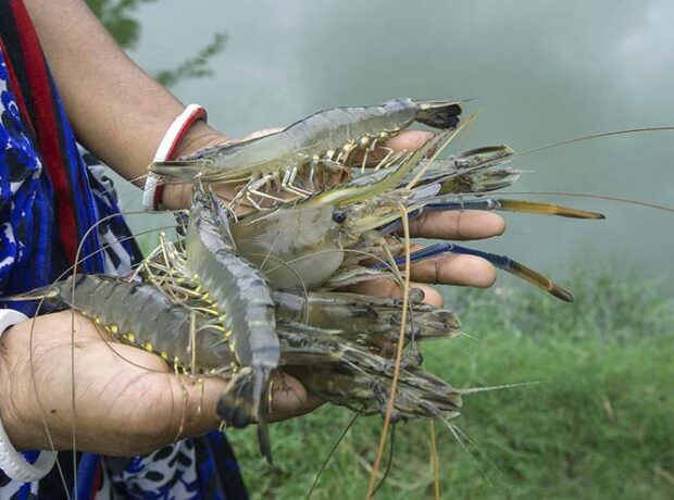 black tiger shrimp and freshwater prawn