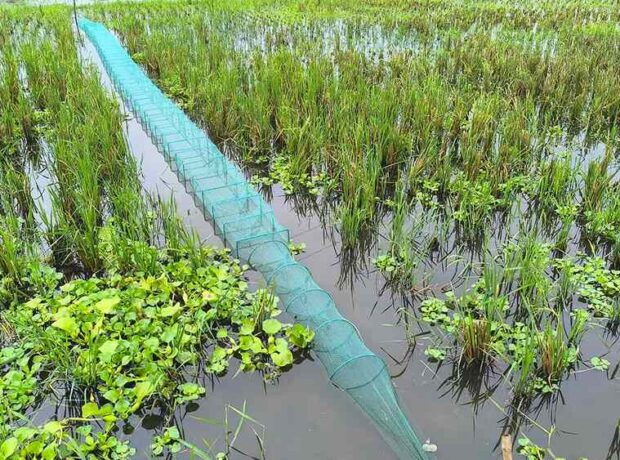 China Duari Net Bangladesh