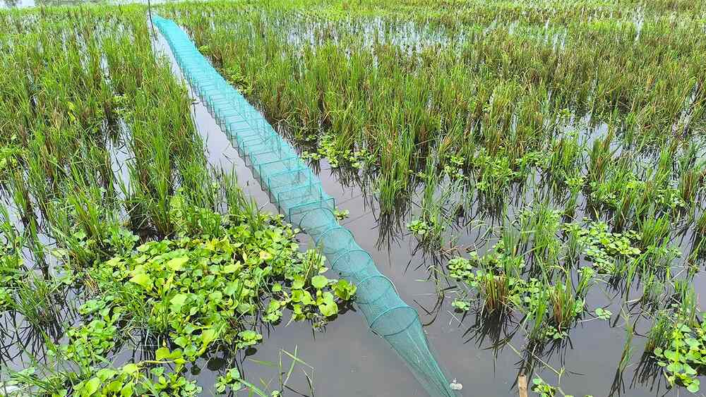 China Duari Net Bangladesh
